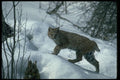 326010 Bobcat On Snow A4 Photo Print