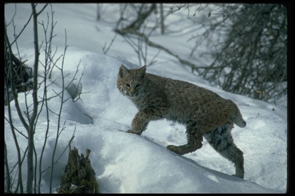 326010 Bobcat On Snow A4 Photo Print