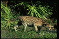 326011 Ocelot A4 Photo Print