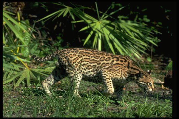 326011 Ocelot A4 Photo Print
