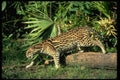 326012 Ocelot A4 Photo Print