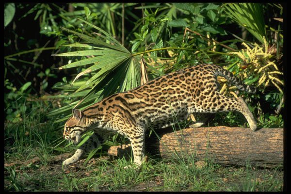 326012 Ocelot A4 Photo Print