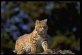 326013 Bobcat A4 Photo Print