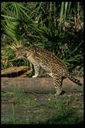 326014 Ocelot A4 Photo Print