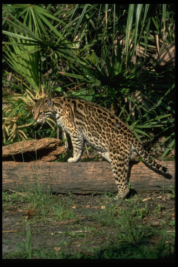 326014 Ocelot A4 Photo Print