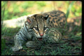 326015 Ocelot Lying Down A4 Photo Print