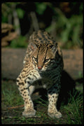 326016 Ocelot A4 Photo Print