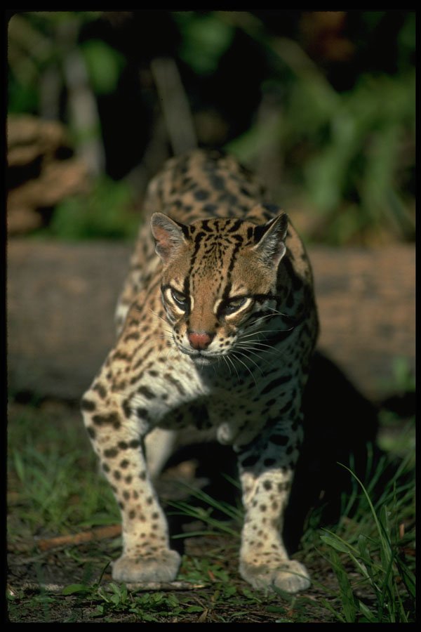 326016 Ocelot A4 Photo Print