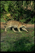 326017 Ocelot A4 Photo Print