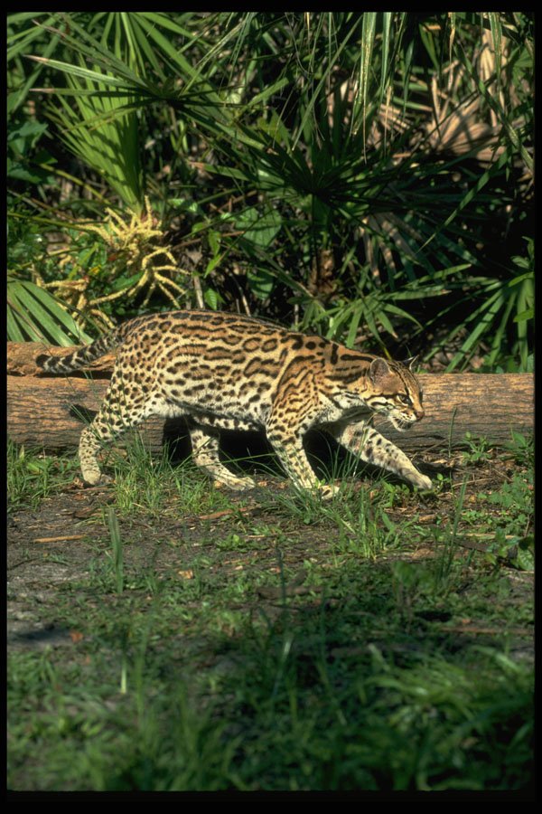 326017 Ocelot A4 Photo Print