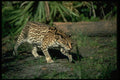 326018 Ocelot A4 Photo Print