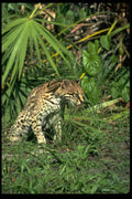 326019 Ocelot A4 Photo Print
