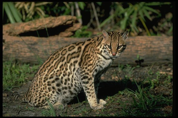 326020 Ocelot A4 Photo Print