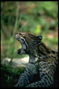 326021 Ocelot Lying Down A4 Photo Print