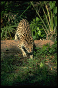 326022 Ocelot A4 Photo Print