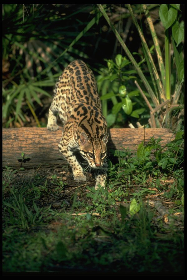 326022 Ocelot A4 Photo Print