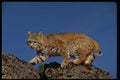 326023 Bobcat Skylined A4 Photo Print