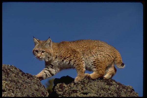326023 Bobcat Skylined A4 Photo Print