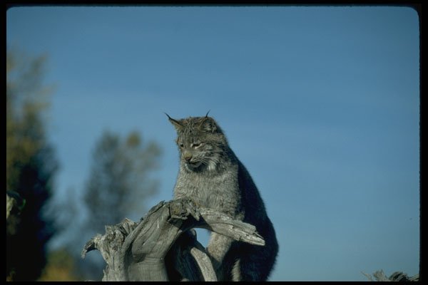326024 Canada Lynx, Autumn A4 Photo Print