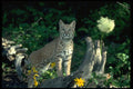 326025 Bobcat In Yellow Daisies And Bear Grass In Bloom A4 Photo Print