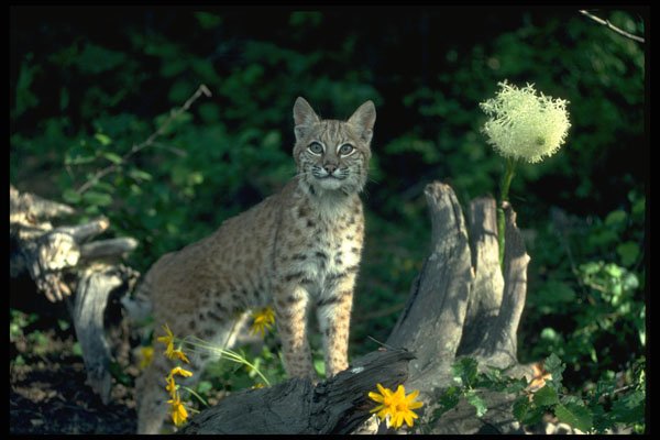 326025 Bobcat In Yellow Daisies And Bear Grass In Bloom A4 Photo Print
