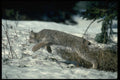 326026 Canada Lynx Leaping, Bounding On Snow A4 Photo Print