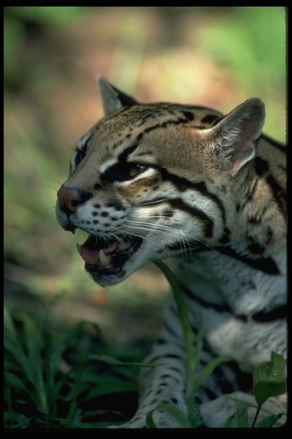 326027 Ocelot Head Study A4 Photo Print