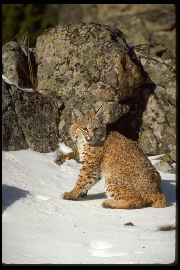 326028 Bobcat In Snowy Rocks A4 Photo Print