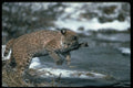 326029 Bobcat Rubbing On Stick By Snowy Pond A4 Photo Print
