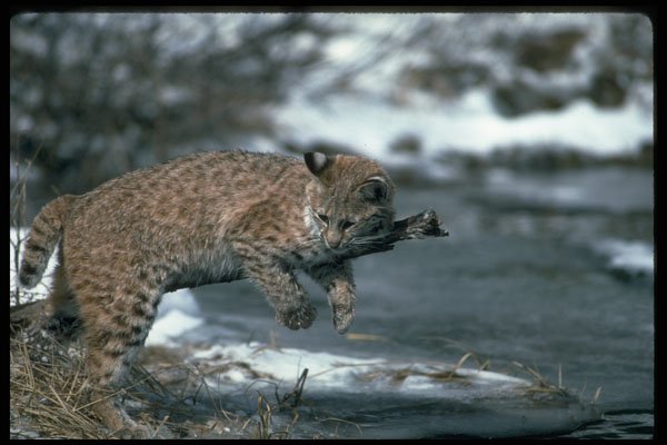 326029 Bobcat Rubbing On Stick By Snowy Pond A4 Photo Print