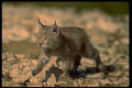 326030 Eurasian Lynx, Young Kitten A4 Photo Print