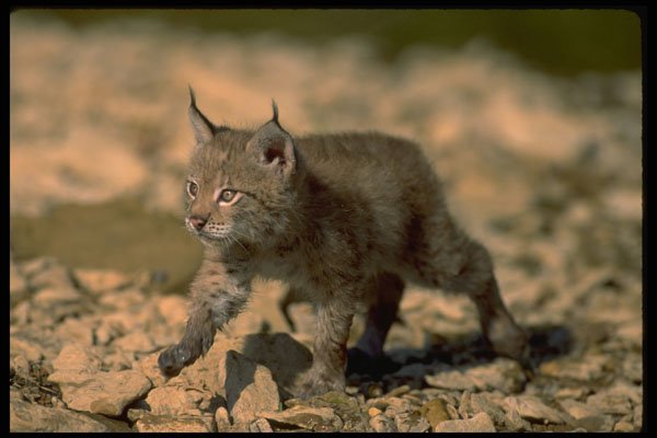 326030 Eurasian Lynx, Young Kitten A4 Photo Print