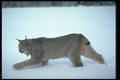 326031 Canada Lynx On Snow A4 Photo Print