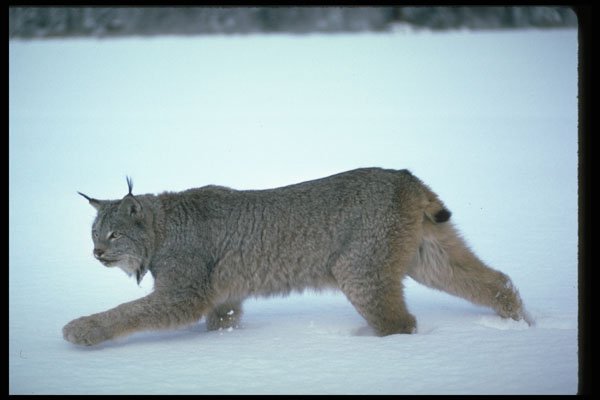 326031 Canada Lynx On Snow A4 Photo Print