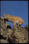 326032 Bobcat Skylined A4 Photo Print