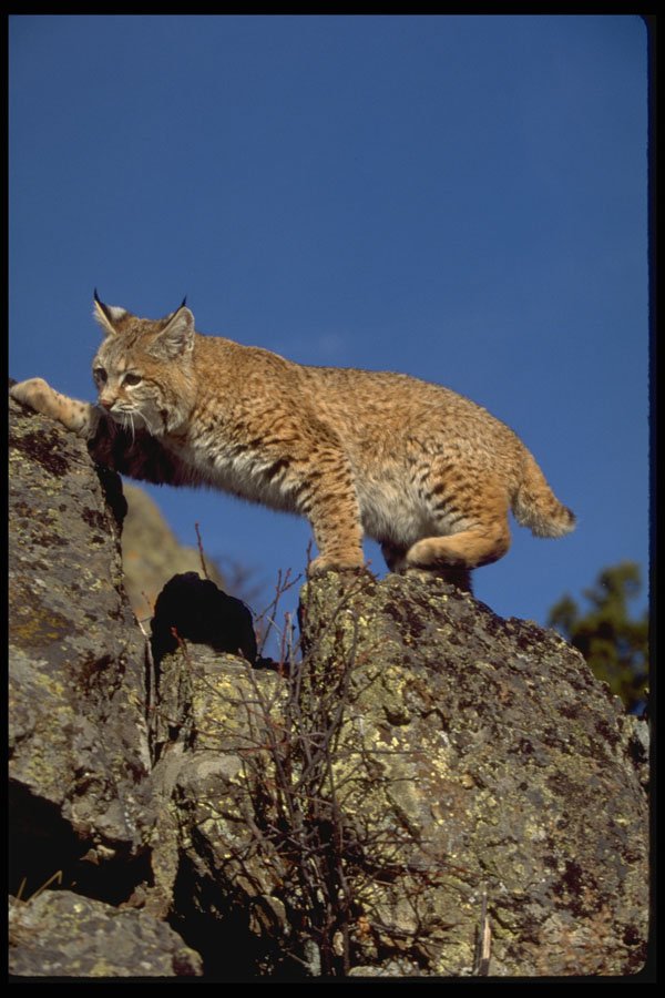 326032 Bobcat Skylined A4 Photo Print
