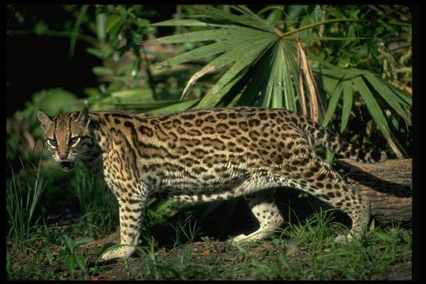 326033 Ocelot A4 Photo Print