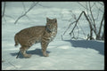 326034 Bobcat On Snow A4 Photo Print