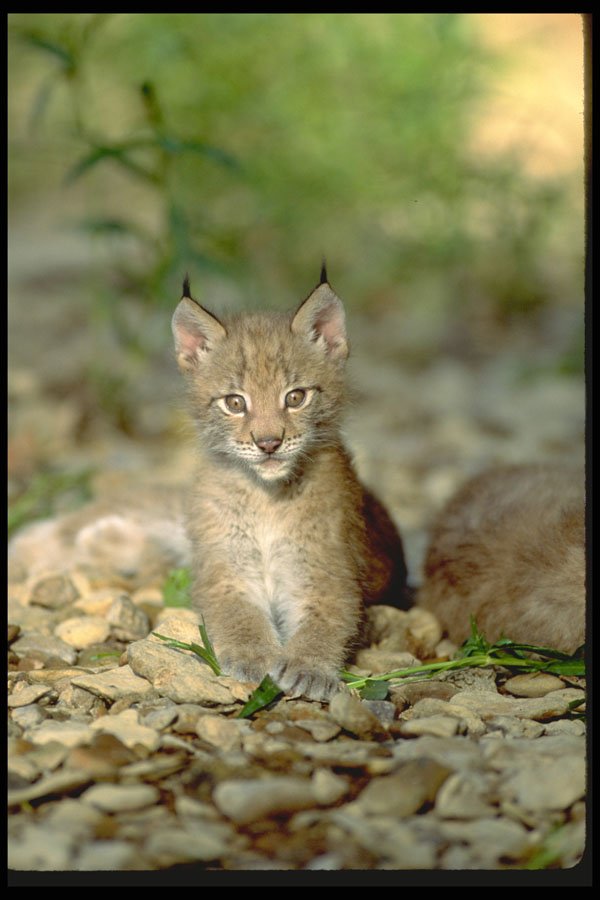 326035 Eurasian Lynx, Young Kitten A4 Photo Print