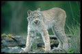 326036 Canada Lynx, Summer Adult A4 Photo Print