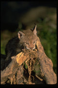 326037 Eurasian Lynx, Young Kitten A4 Photo Print