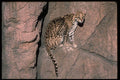 326038 Ocelot Sitting On Rocky Crevice A4 Photo Print
