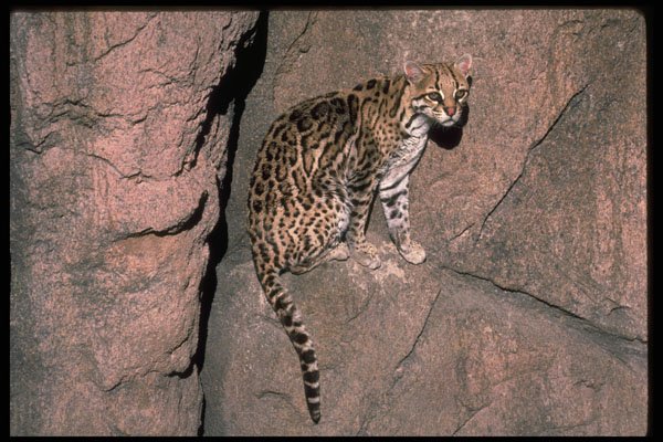 326038 Ocelot Sitting On Rocky Crevice A4 Photo Print