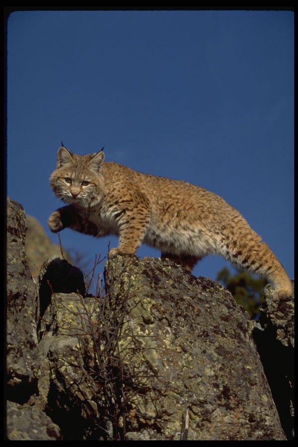 326039 Bobcat Skylined A4 Photo Print