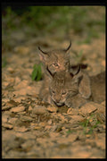326040 Eurasian Lynx, Young Kittens Playing A4 Photo Print