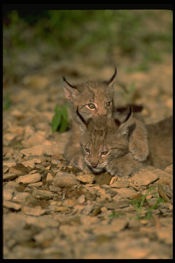 326040 Eurasian Lynx, Young Kittens Playing A4 Photo Print
