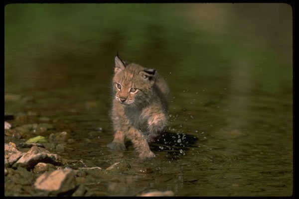 326041 Eurasian Lynx, Young Kitten Playing In Water A4 Photo Print