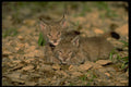 326042 Eurasian Lynx, Young Kittens Playing A4 Photo Print