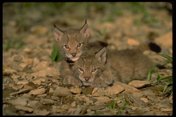 326042 Eurasian Lynx, Young Kittens Playing A4 Photo Print