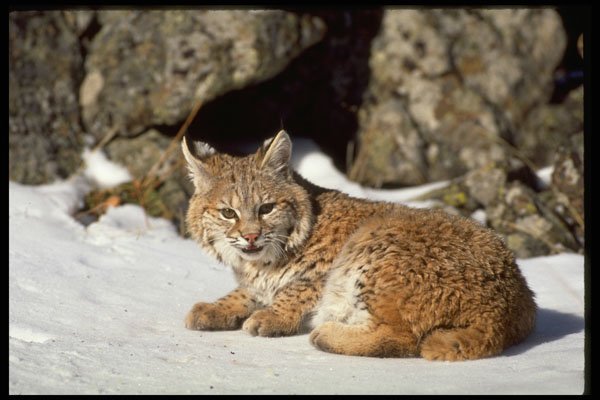 326043 Bobcat On Snowy Rocks A4 Photo Print